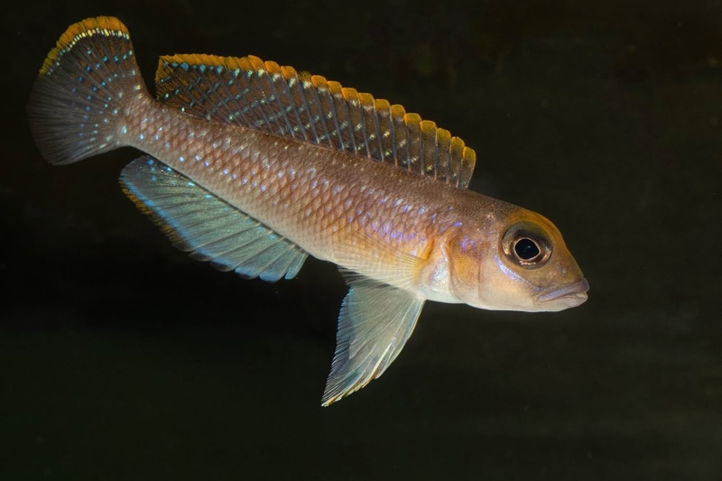 Lamprologus ornatipinnis 'Mwamgongo'